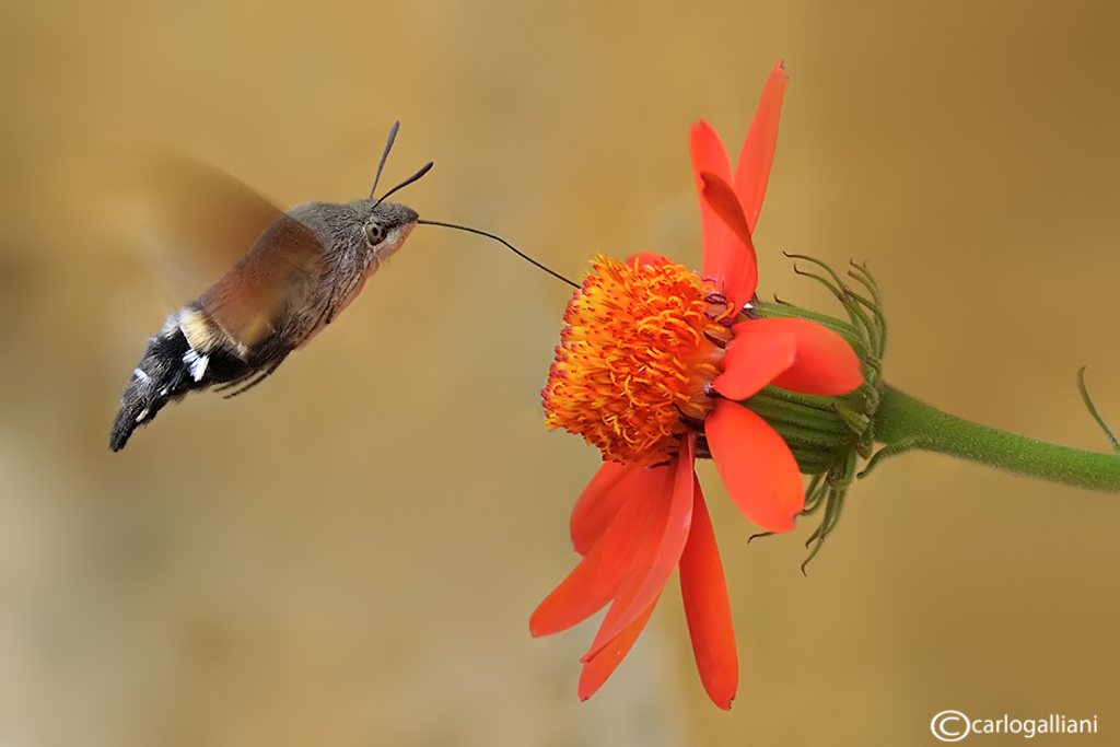 Sfinge del galio (Macroglossum stellatarum )