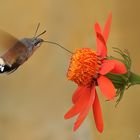 Sfinge del galio (Macroglossum stellatarum )