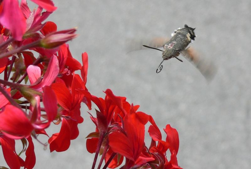 Sfinge (macroglossum stellatarum)