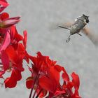 Sfinge (macroglossum stellatarum)