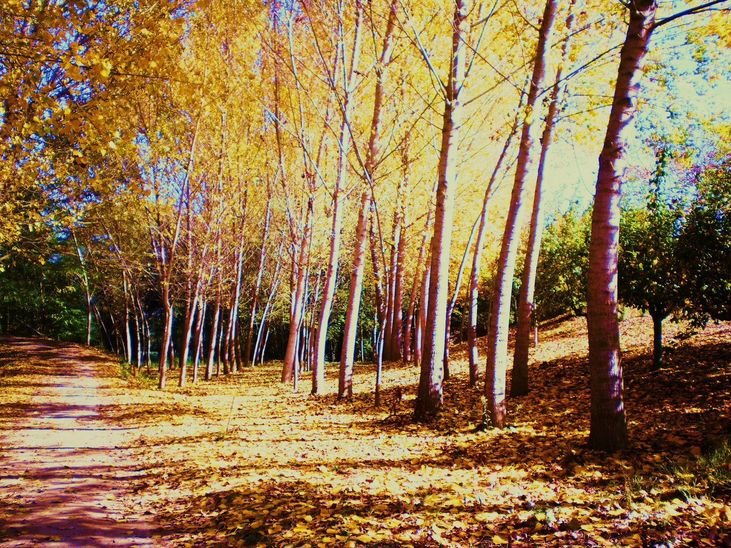 sfumature d'autunno