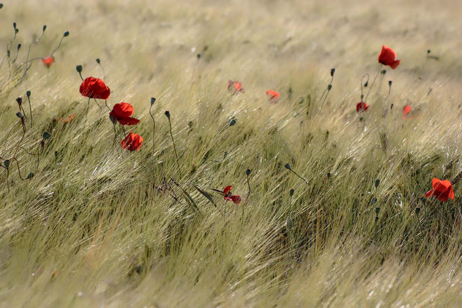 Sfumature del grano