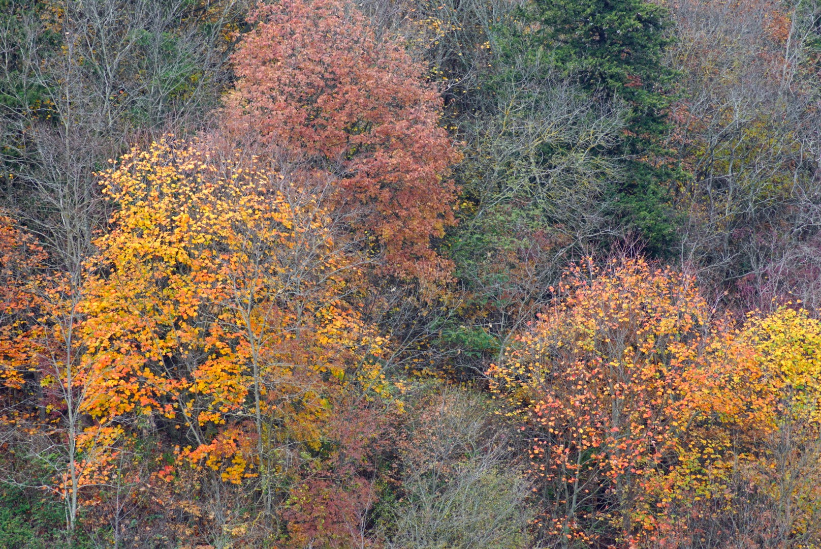 Sfumature di bosco