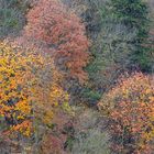 Sfumature di bosco