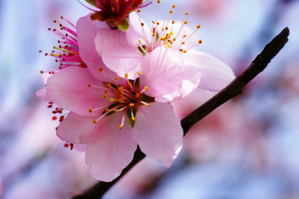 Sfumature ..di colore  rosa.