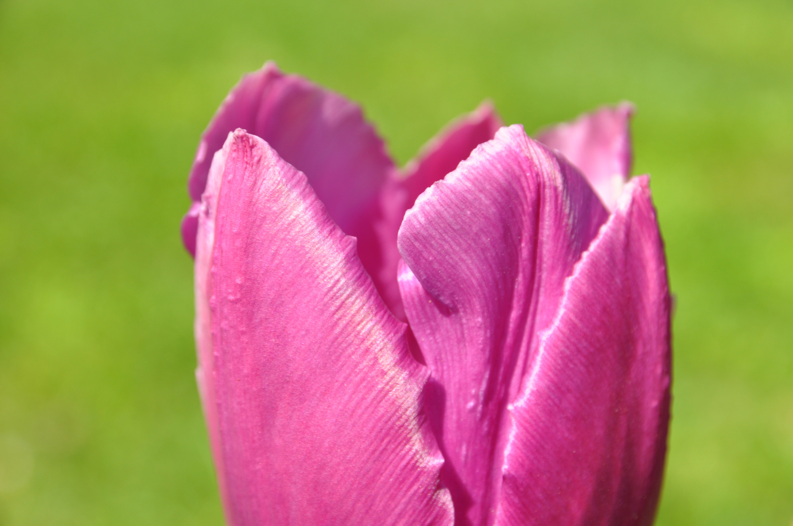 sfumature di rosa in un tulipano