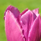 sfumature di rosa in un tulipano