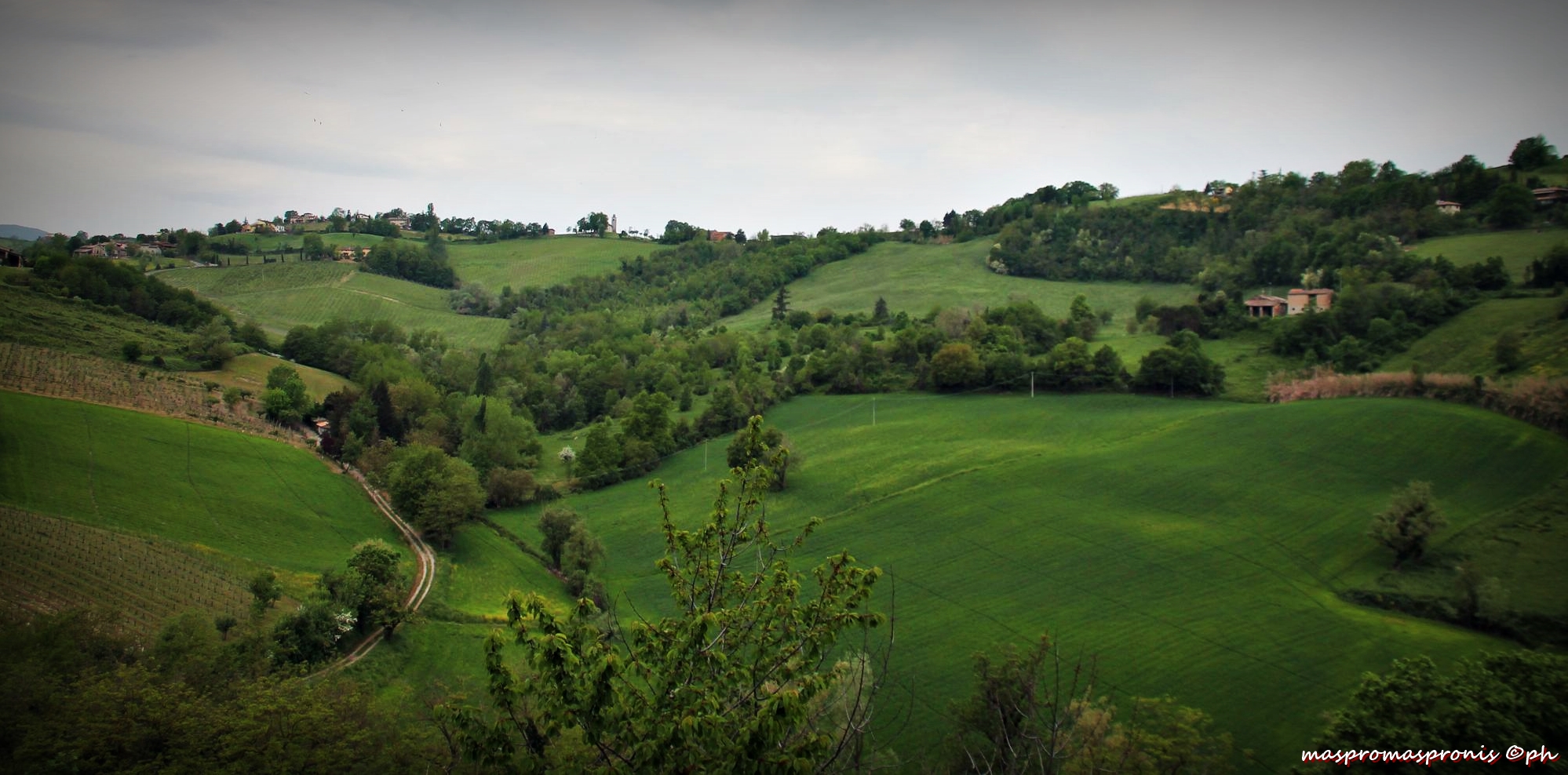 Sfumature di verde