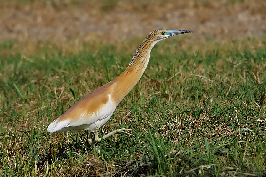 Sgarza ciuffetto