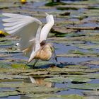 Sgarza ciuffetto a pesca