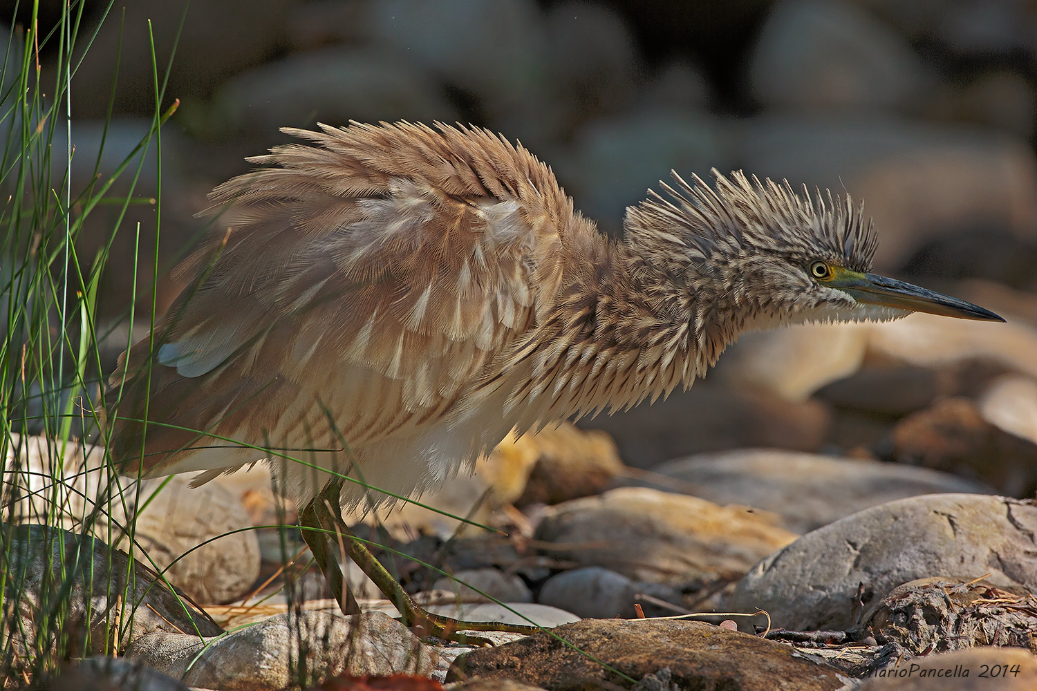 Sgarza ciuffetto arruffata