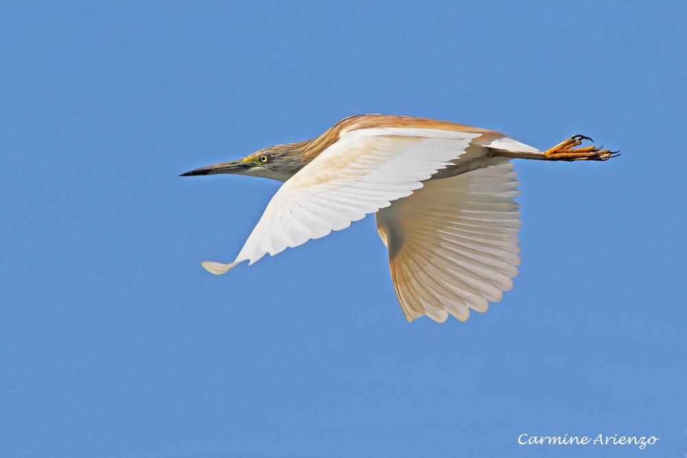 Sgarza Ciuffetto in volo due