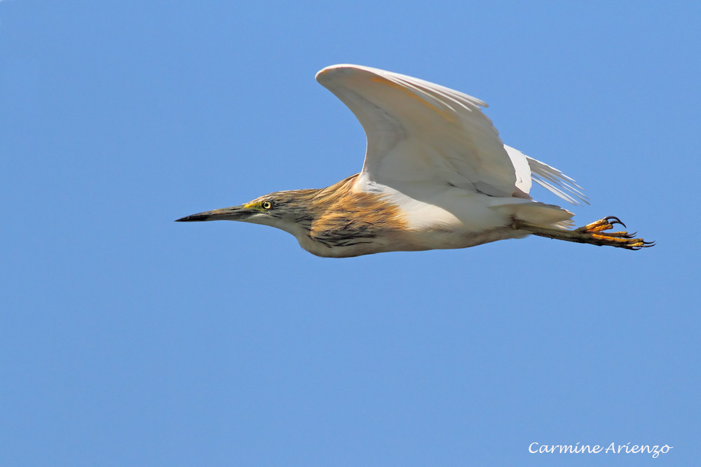 Sgarza Ciuffetto in volo prima