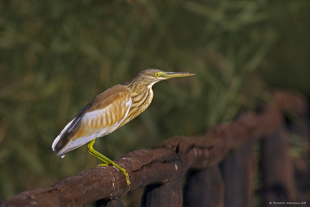 SGARZA IN POSA