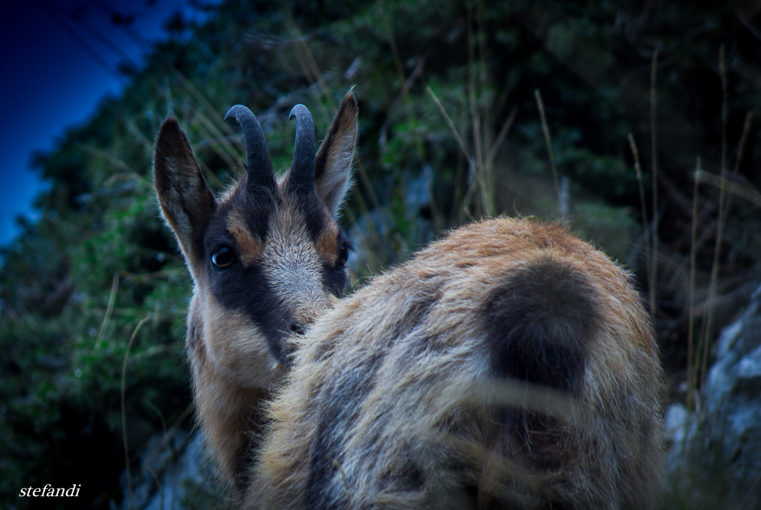 Sguardi