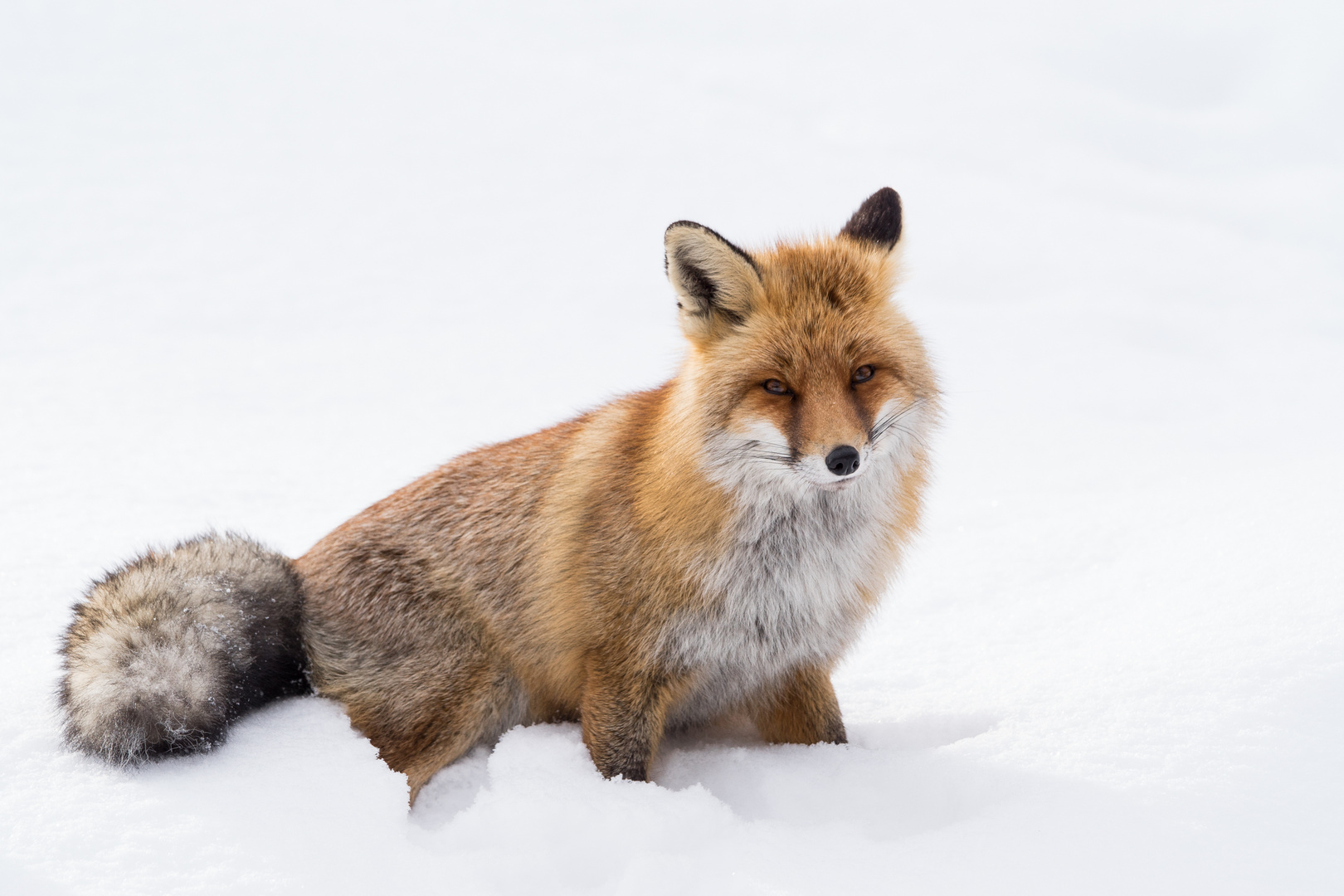 Sguardi d'inverno