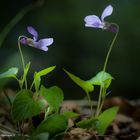 Sguardi tra Viole