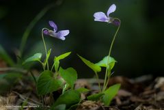 Sguardi tra Viole