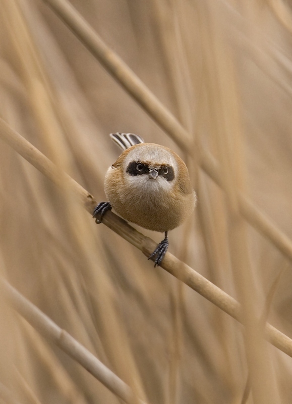 Sguardo