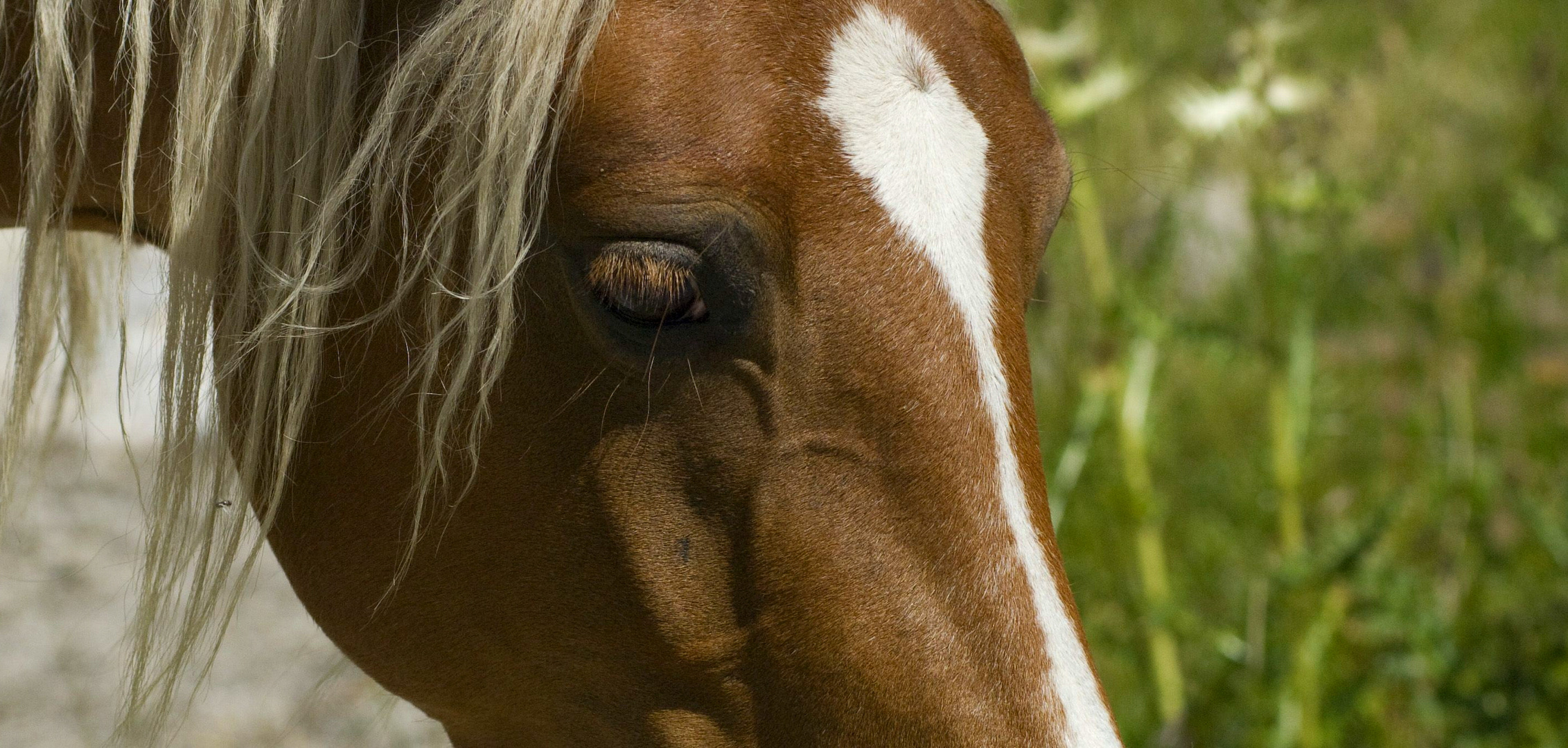 sguardo