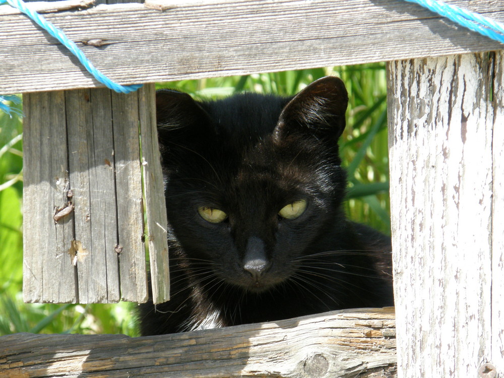 sguardo di un micio