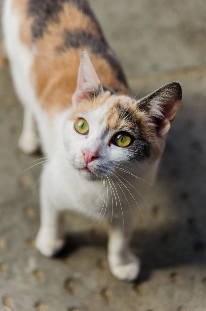 Sguardo felino