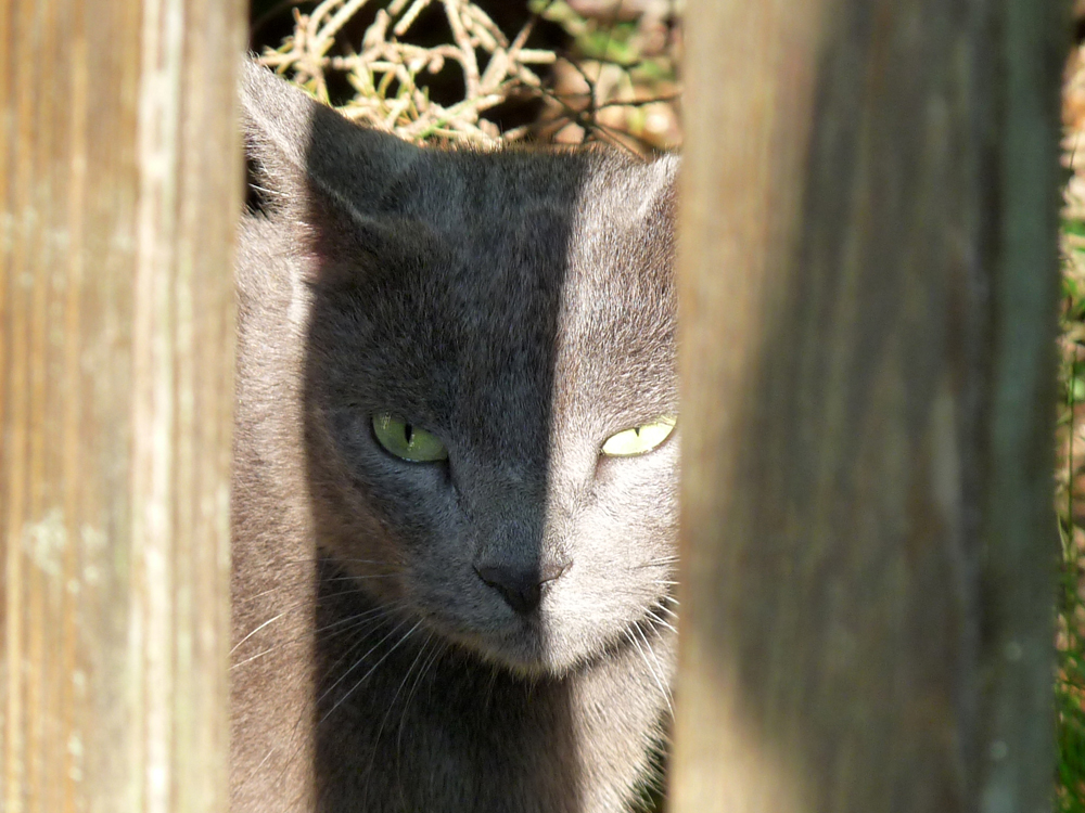 Sguardo felino