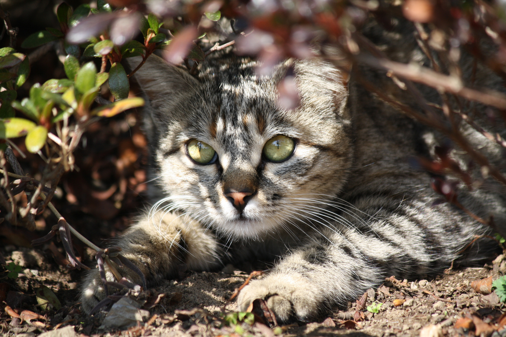 Sguardo Felino