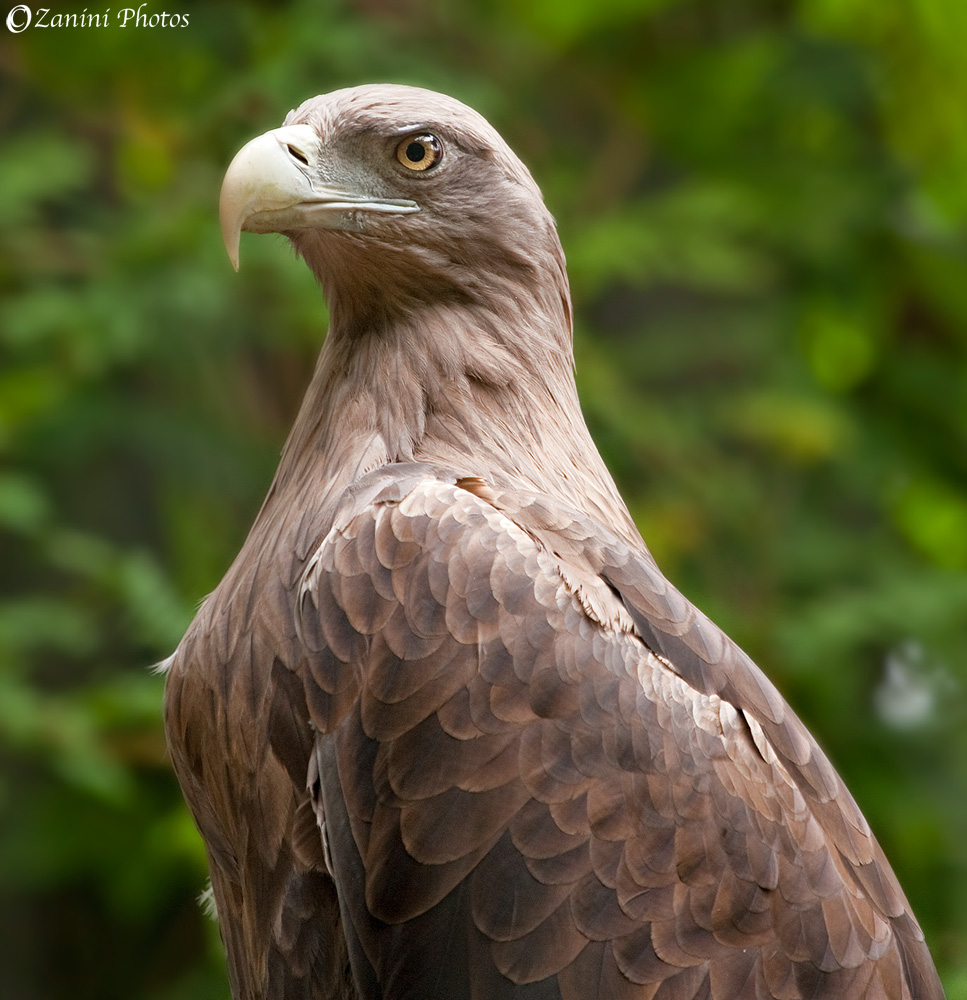 Sguardo fiero