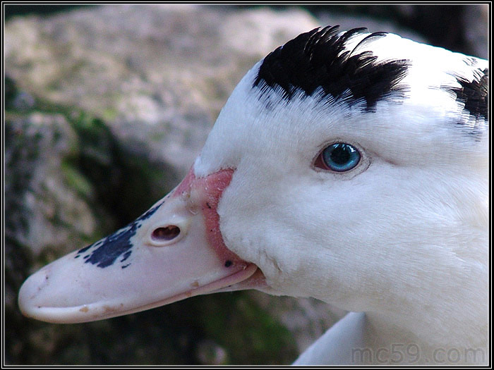 Sguardo magnetico ...