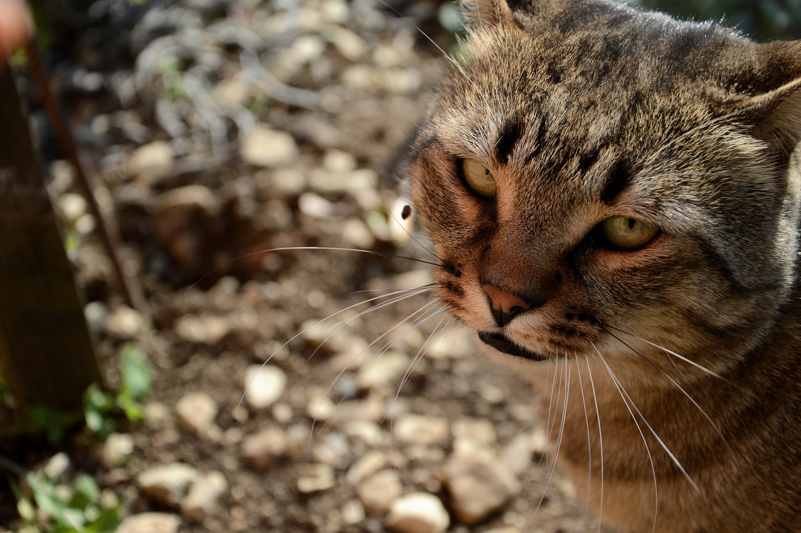 sguardo omicida