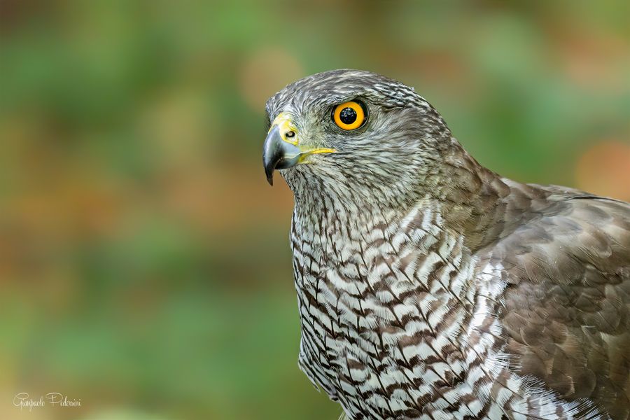 Sguardo "rapace"