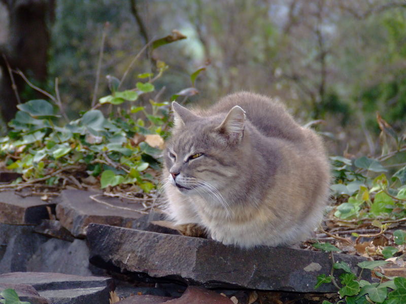 Sguardo sospetto