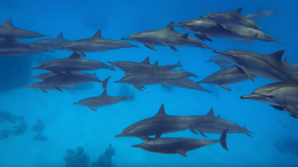 Shaab Marsa Alam