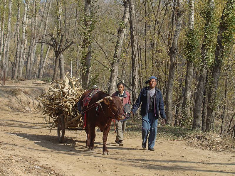 Shaanxi-Bauern im Lössplateau