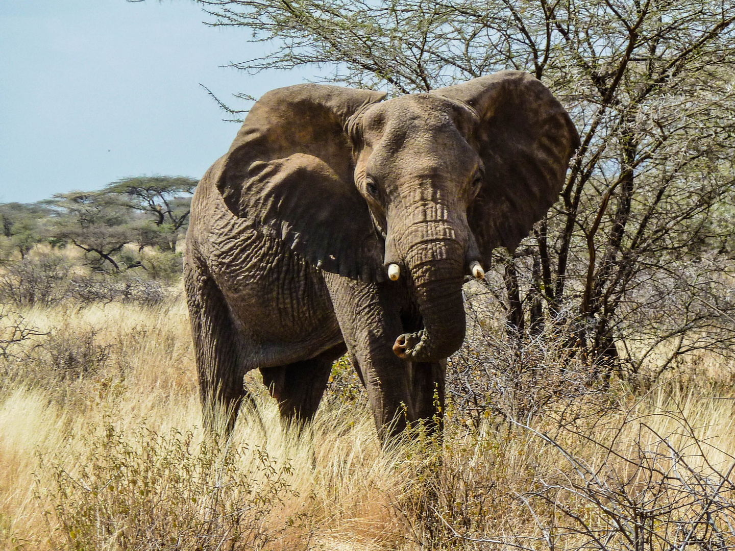 Shaba National Reserve  I Kenia