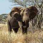 Shaba National Reserve  I Kenia