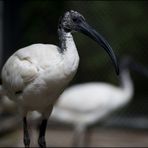 Shade of Ibis