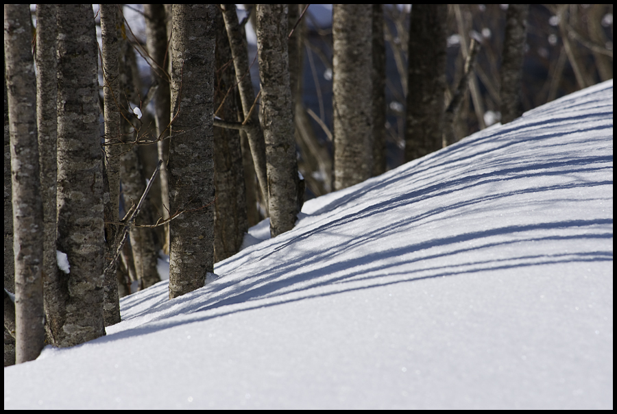 shades meet trees