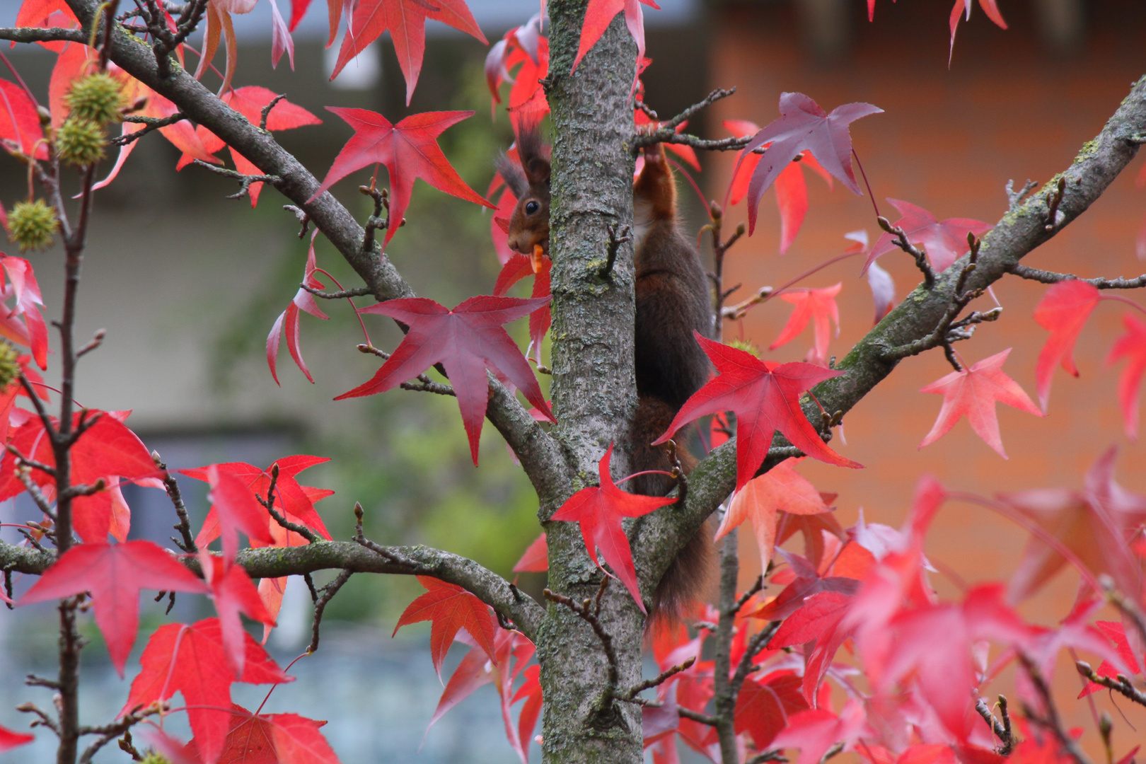 Shades of autumn V