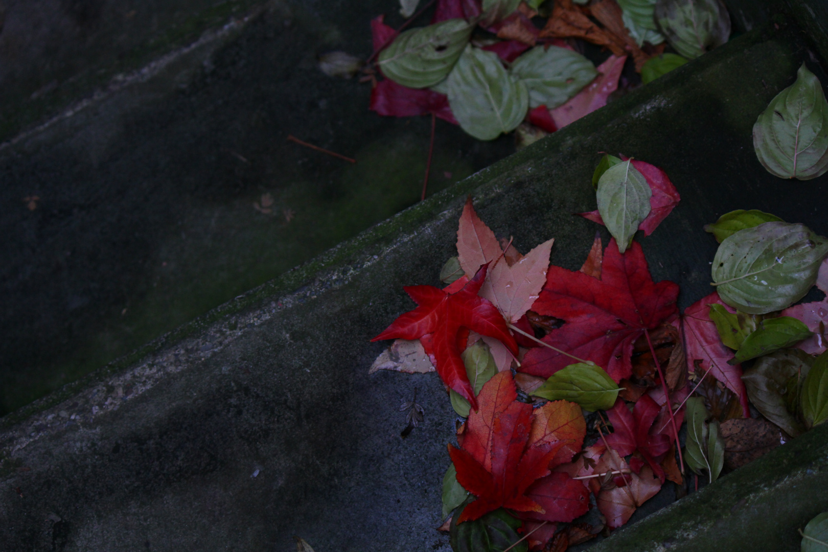 Shades of autumn VII