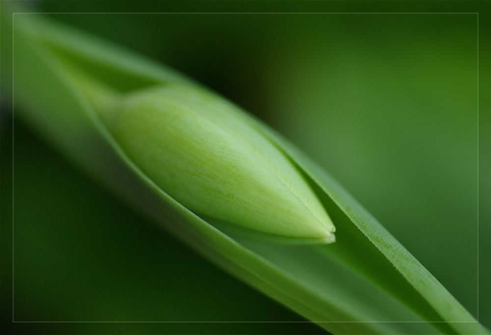 ... shades of green ...