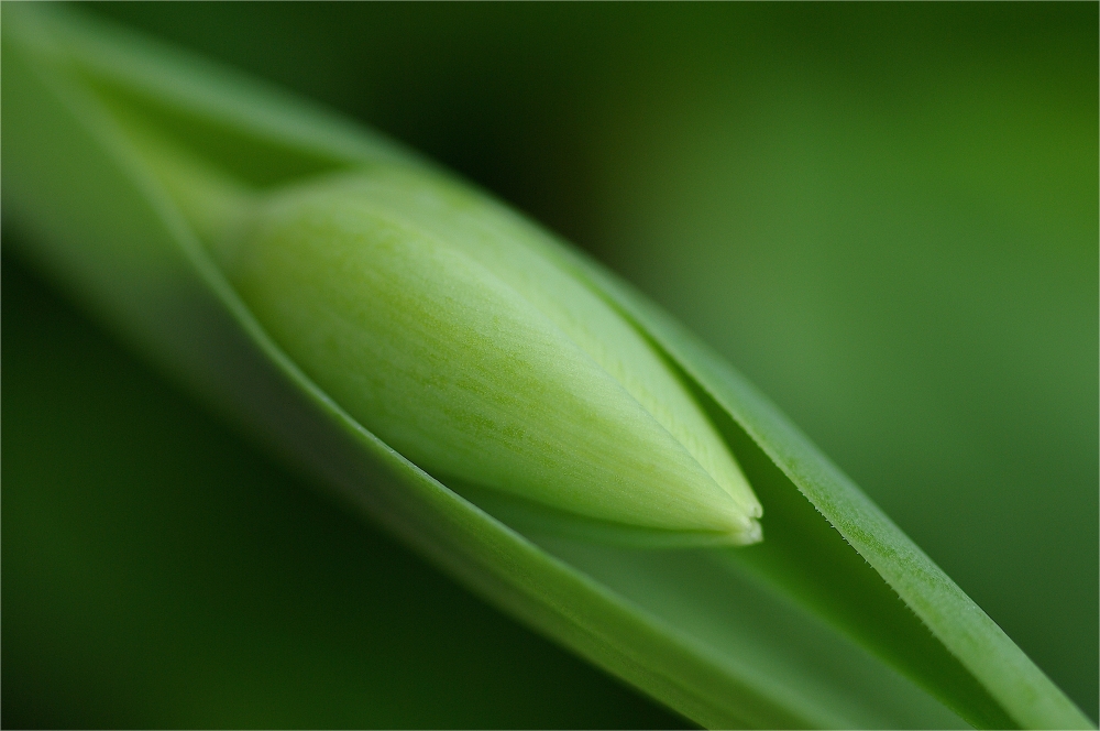 shades of green