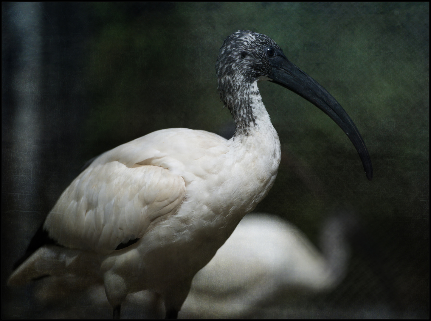 Shades of Ibis (II)