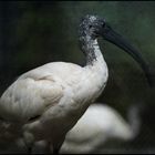 Shades of Ibis (II)