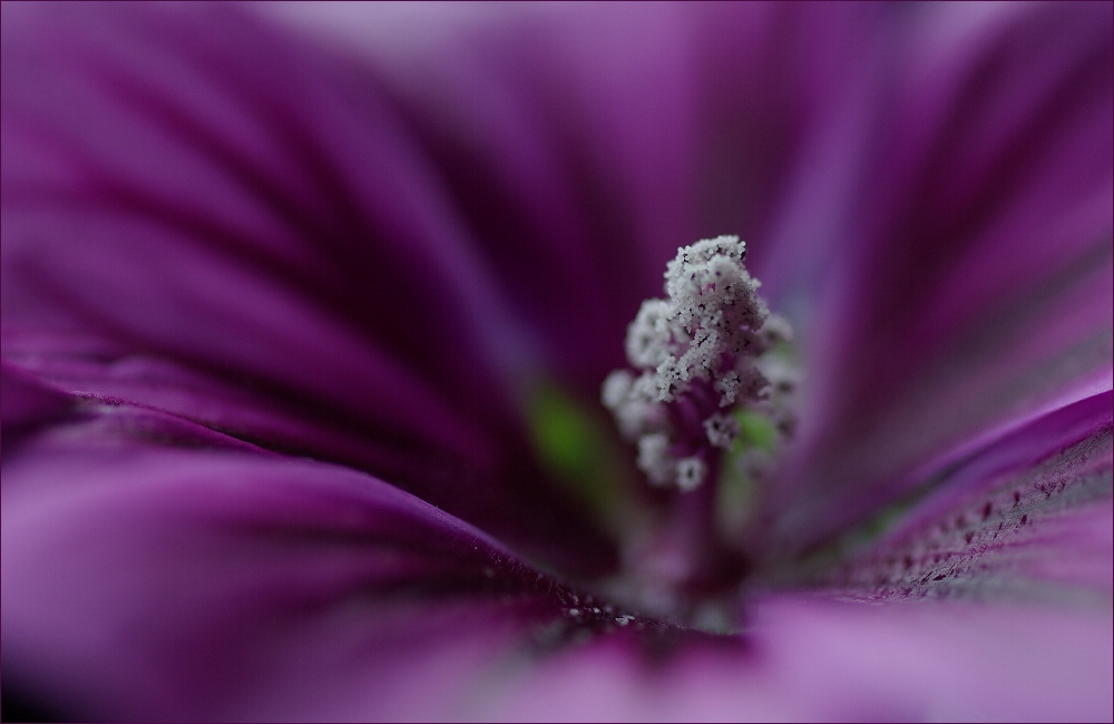 ... shades of purple ...