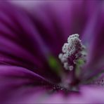 ... shades of purple ...