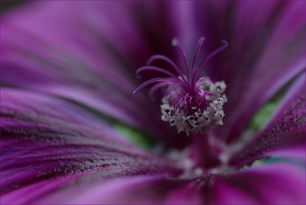 ... shades of purple II ...