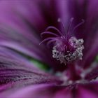 ... shades of purple II ...