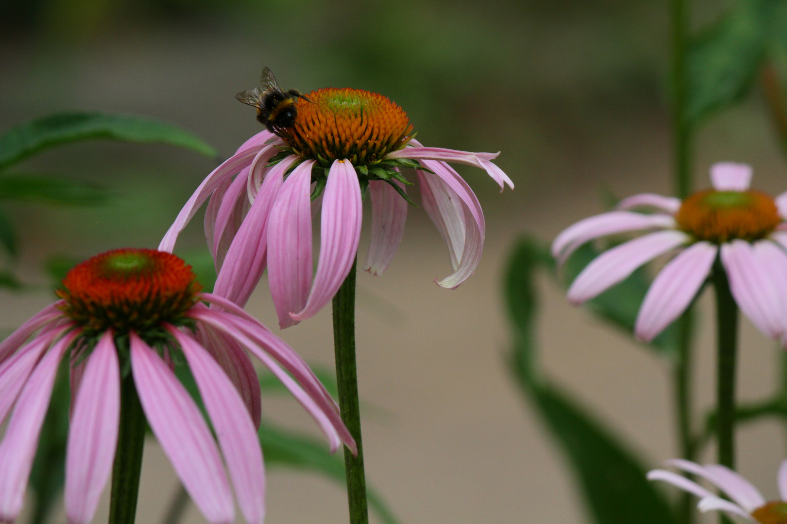 Shades of summer